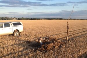 Glebe Farm's Marc and Mosquito Site